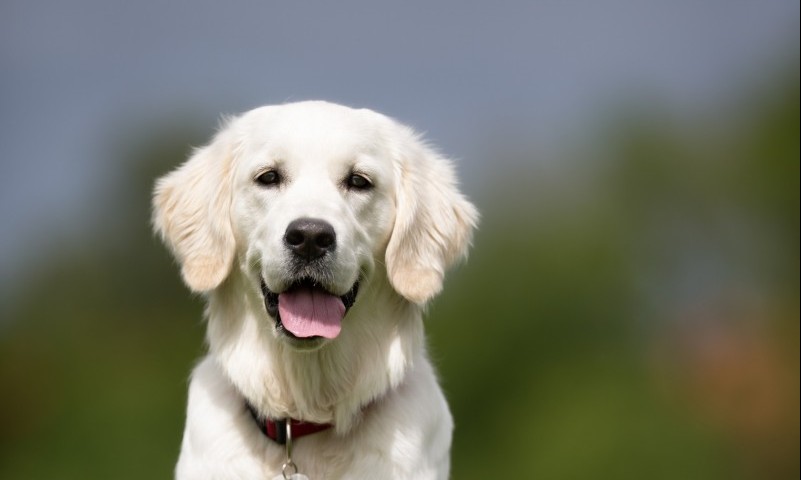 Defra reminds dog owners of change to microchipping law