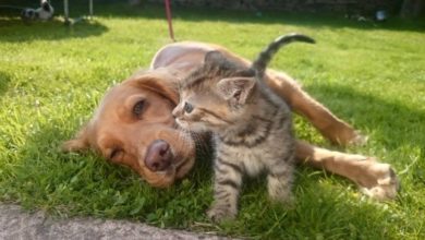 PetSafe® launches new campaign