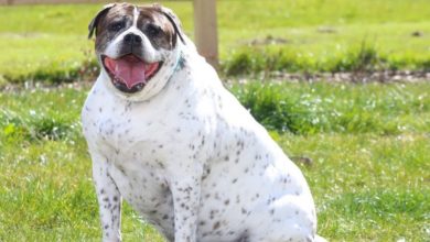 Overweight pets battle to be named UK’s ‘biggest loser’