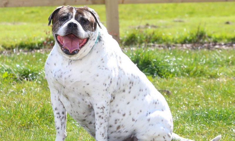Overweight pets battle to be named UK’s ‘biggest loser’