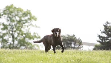 Eukanuba celebrates extraordinary dogs at The National Pet Show