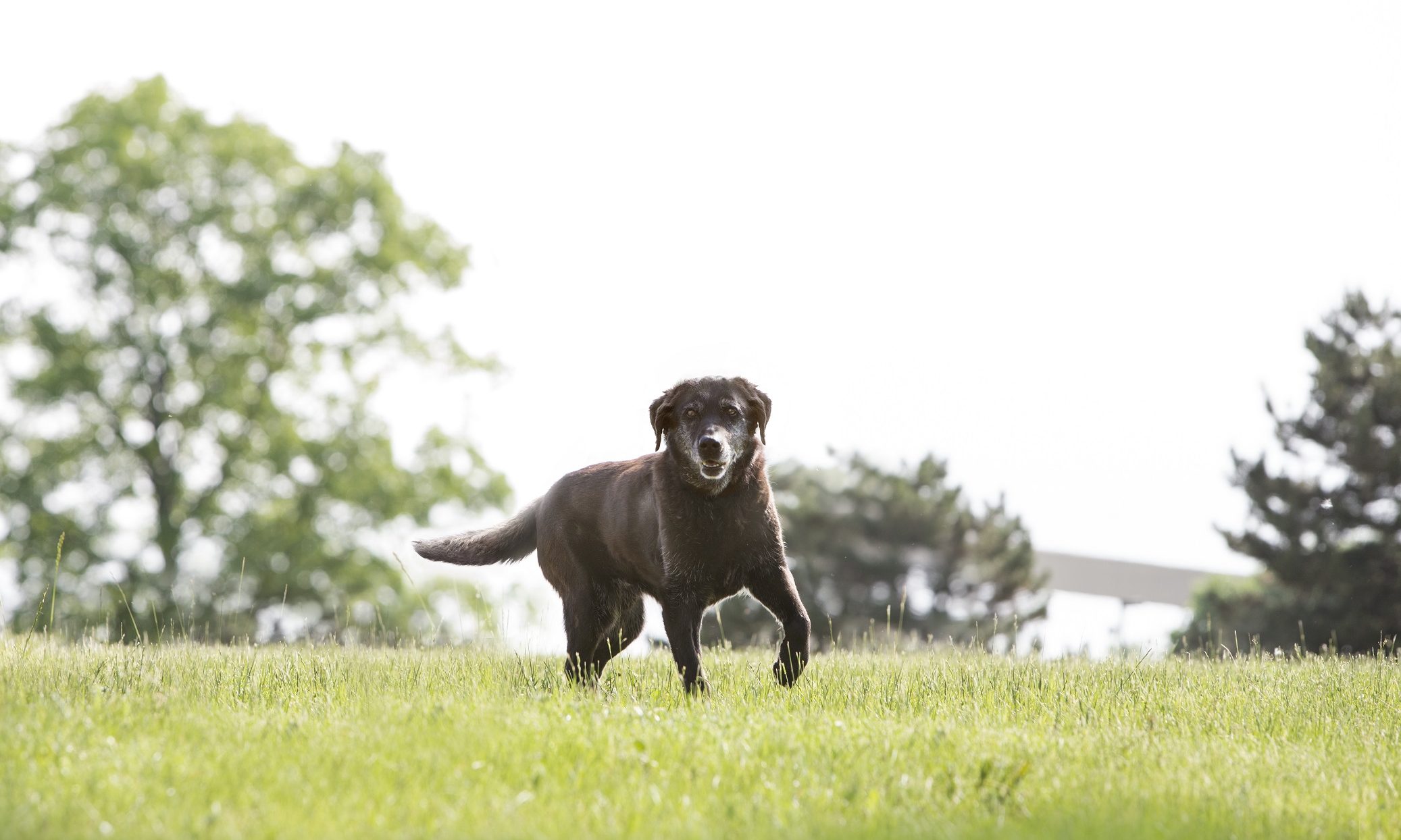 Eukanuba celebrates extraordinary dogs at The National Pet Show