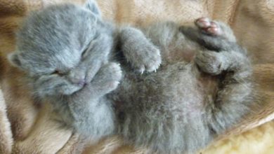 Day-old kittens dumped on vet’s doorstep