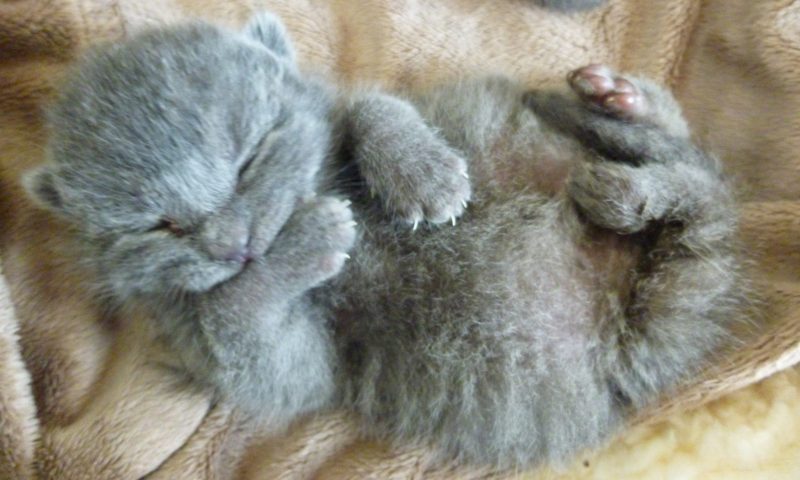 Day-old kittens dumped on vet’s doorstep