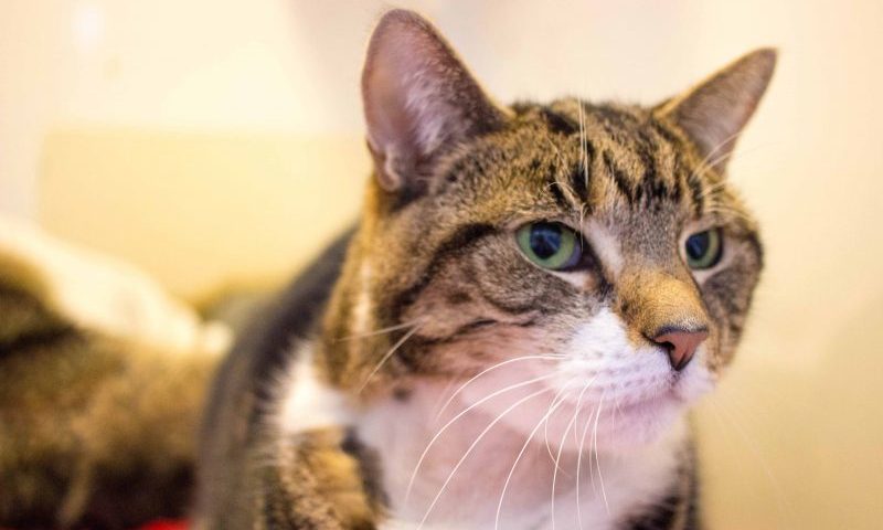 Heroic dog saves abandoned cat