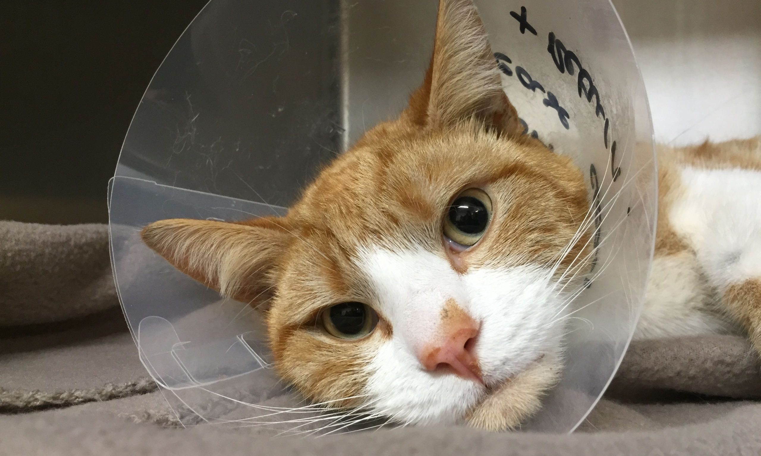 Shot Staffordshire cat left with punctured organs