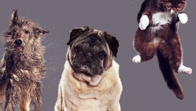 MedicAnimal launches new ‘Fugly’ campaign