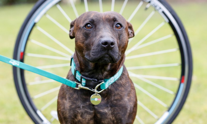 PDSA saves dog following near-death experience