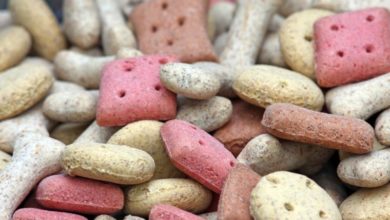 Global pet food market set to expand