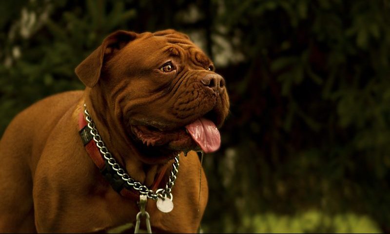 Charity sees an increase of large dogs