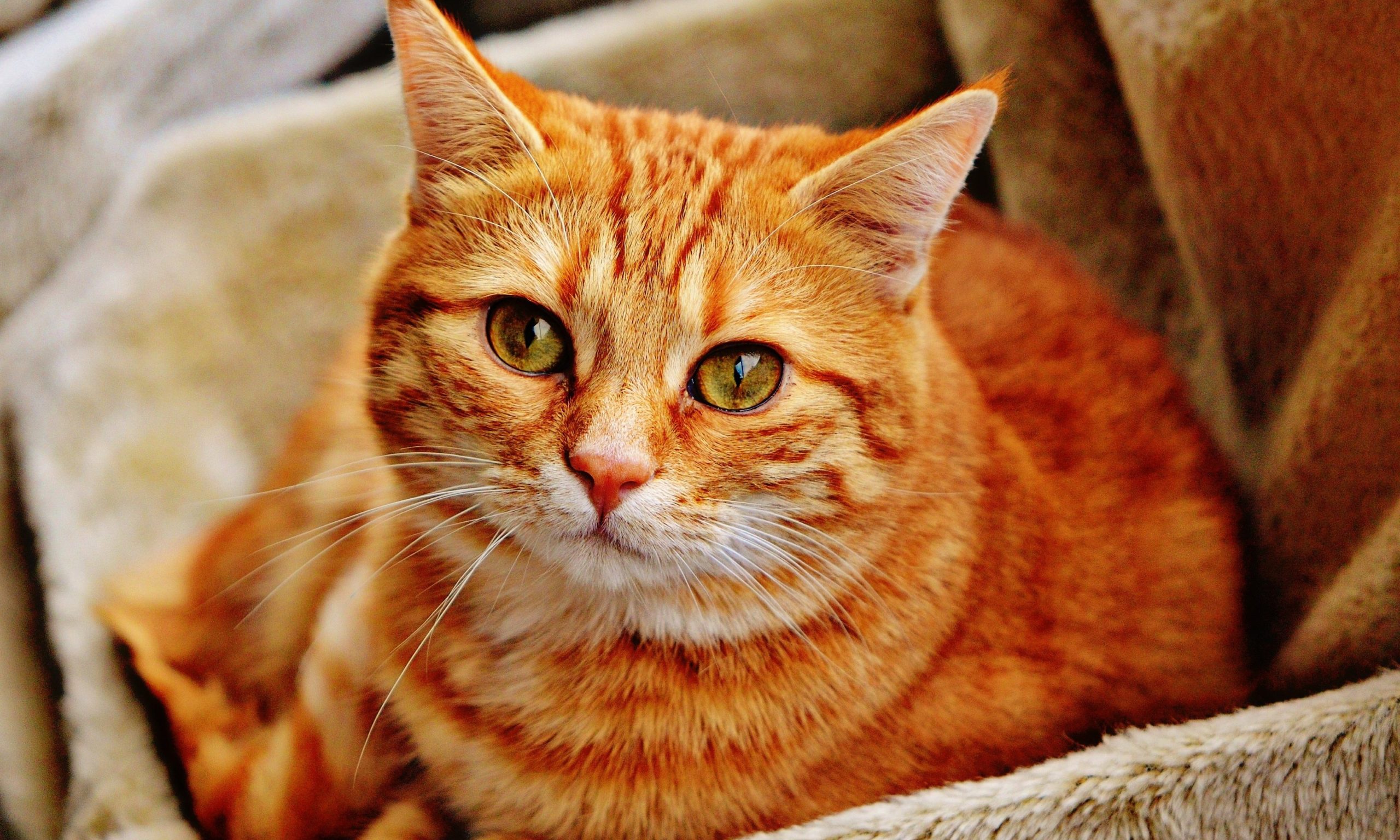 Croydon Cat Killer strikes again