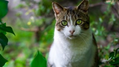 Demand rises for cat containment as Croydon cat killings persist
