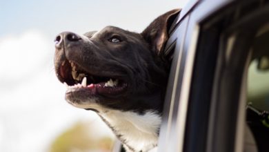 Survey says 27% are distracted by their pet when driving