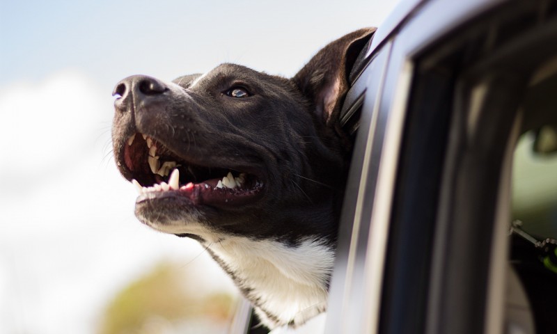 Survey says 27% are distracted by their pet when driving