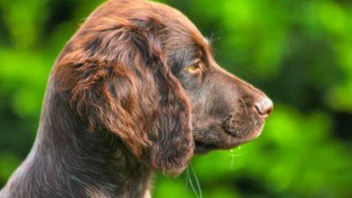 Most popular UK pet name revealed