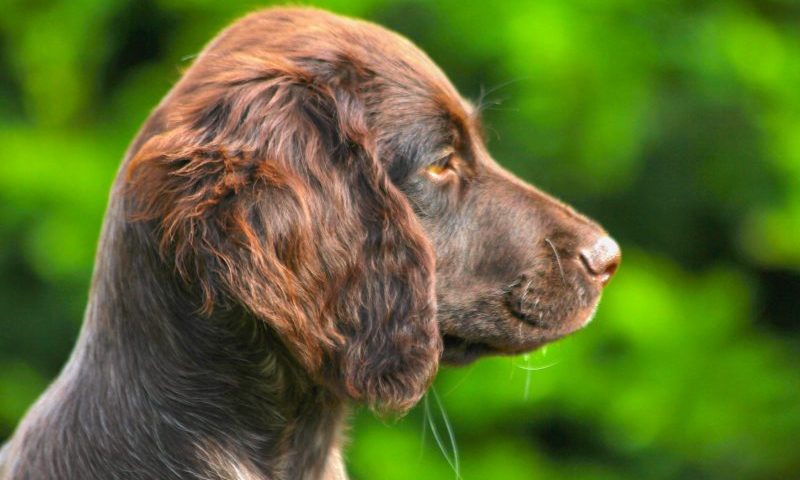 Most popular UK pet name revealed