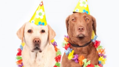 Pets join New York’s 31st annual April Fools’ Day Parade