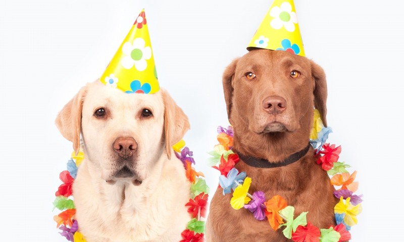 Pets join New York’s 31st annual April Fools’ Day Parade