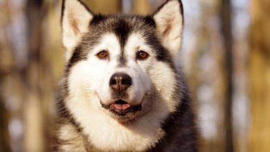 India bans the import of dogs for breeding
