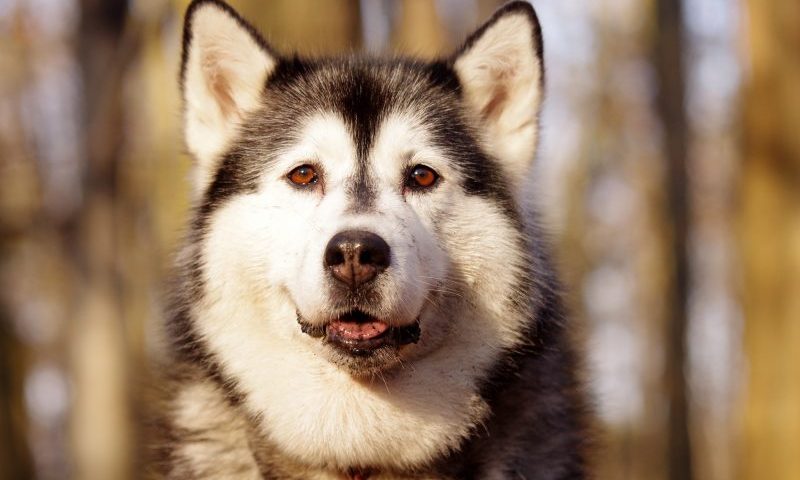 India bans the import of dogs for breeding