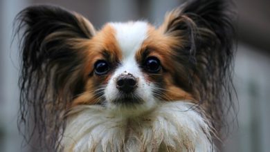Almost half of pet owners don’t have insurance