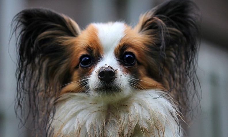 Almost half of pet owners don’t have insurance