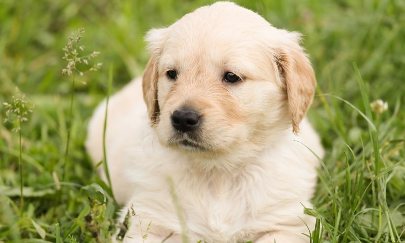 High Court restricts puppy protesters