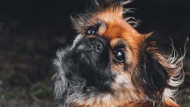 Pet owners’ unwillingness to compromise boosts market growth