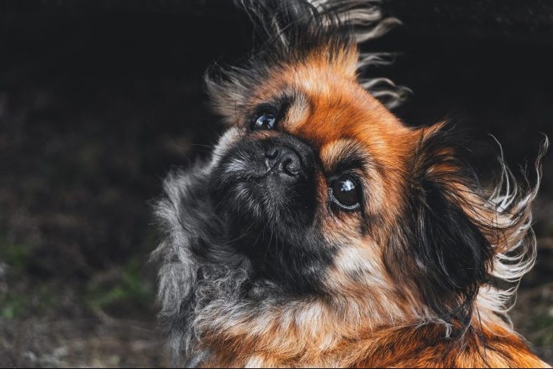 Pet owners’ unwillingness to compromise boosts market growth