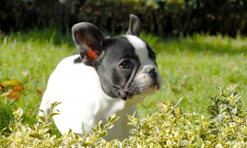 Pedigree dogs account for nearly 70% of insurance enquires