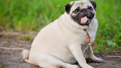 Kennel club launches guide to tackle pet obesity