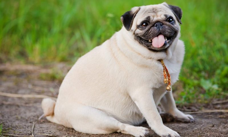 Kennel club launches guide to tackle pet obesity