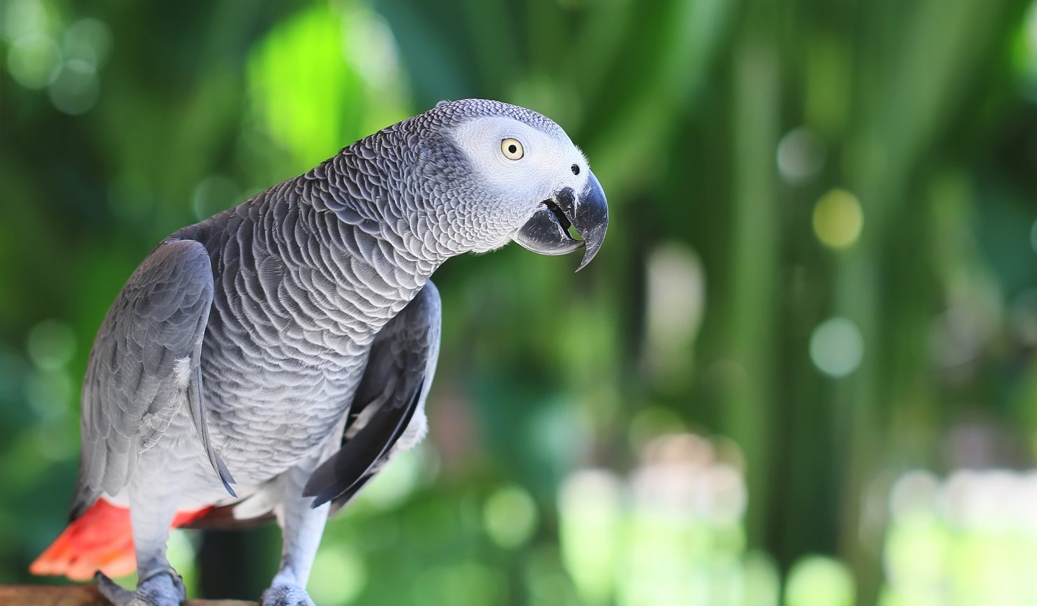 Parrot shop proprietors move to new premises Post