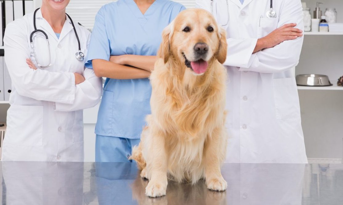 BSAVA marks World Vet Day