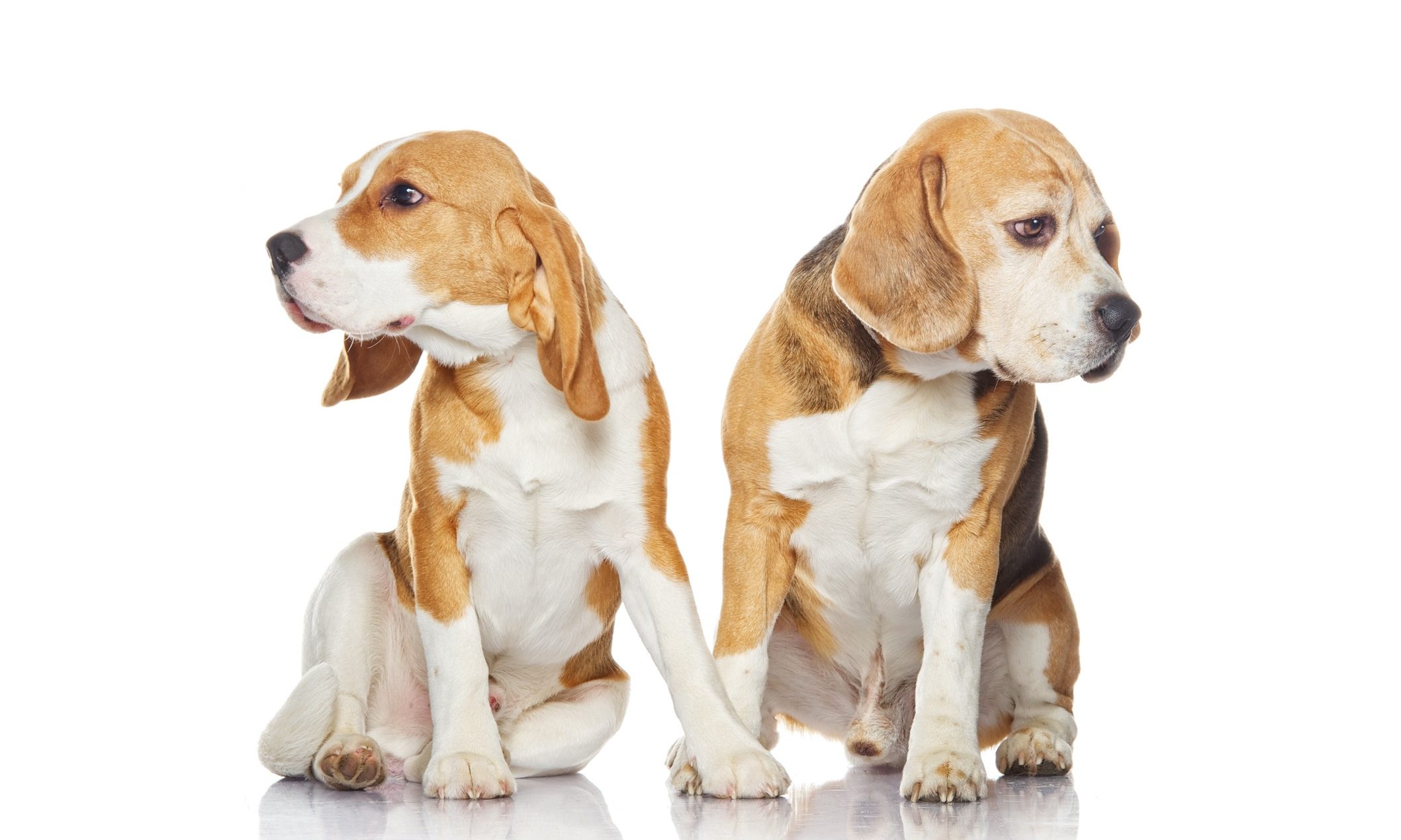 Mars Petcare partners with Tesco for charity fundraiser