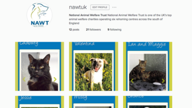 Animal charity joins Instagram