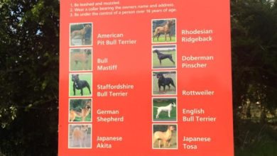 10 dog breeds ‘too dangerous’ to be a family pet, claims politician