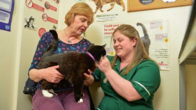 Overweight pets helped by Northwich vets
