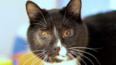 Shocking rise in fatal attacks on cats