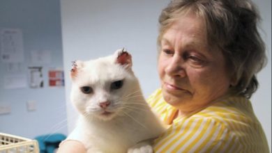 ‘Keep pets safe in the sun’ warns vet charity