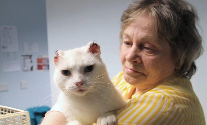 ‘Keep pets safe in the sun’ warns vet charity