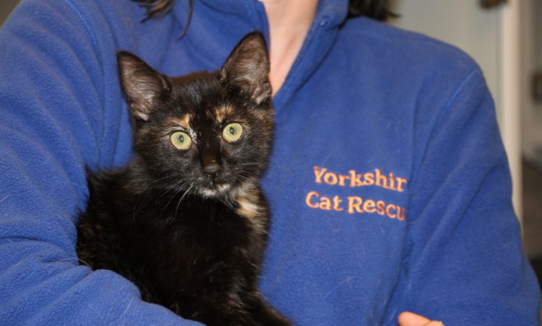 Yorkshire Cat Rescue