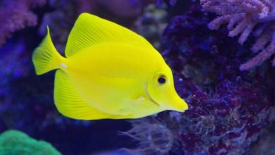 Report reveals benefits of wild-caught ornamental fish