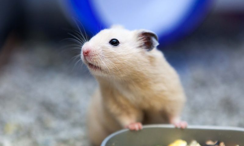 PIF calls on pet retailers to set animal welfare standard