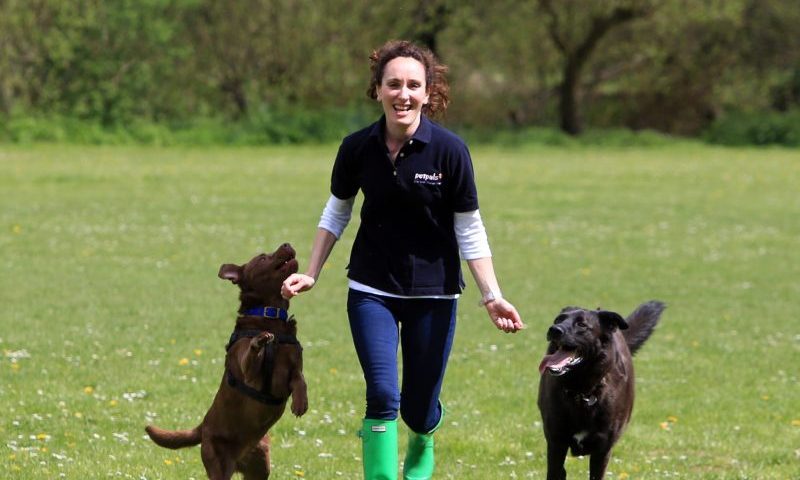 Labradors ‘most cared for’ dog in pet care company survey
