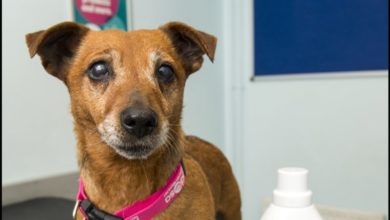 Dog recovers following accident with disinfectant