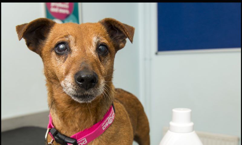 Dog recovers following accident with disinfectant