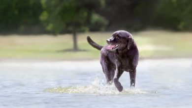 Eukanuba reveals key to dogs’ longevity