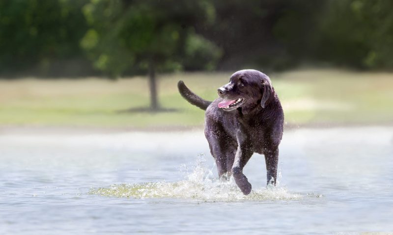Eukanuba reveals key to dogs’ longevity