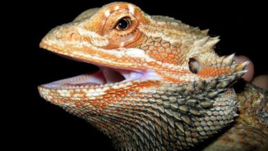 Guilty pet shop owner banned for five years